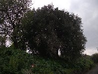 Ulivo di Motta